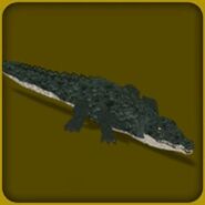 Saltwater Crocodile