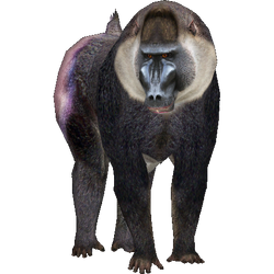 Category:Old World Monkeys | ZT2 Download Library Wiki | Fandom