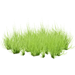Eriocaulon breviscapum (PaJaS30) (932 KB) Eriocaulon breviscapum (PaJaS30)