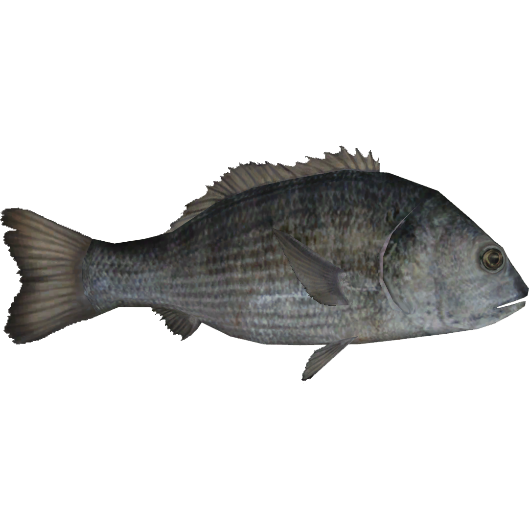 Japanese Black Porgy (Dycki1231) | ZT2 Download Library Wiki