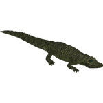 Prenasalis Alligator (Middlerun1)