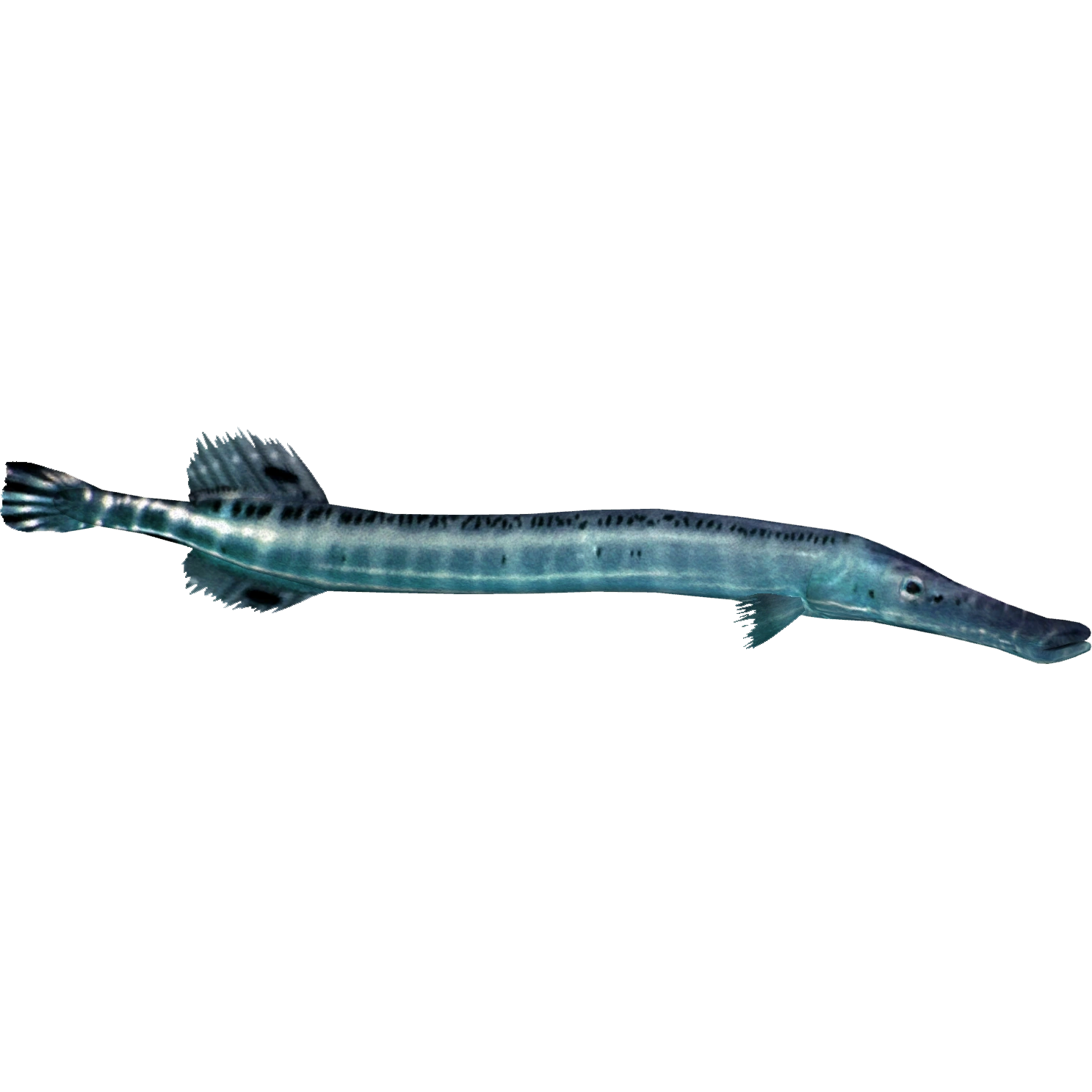 FishMum AAA Grade Blue Kirin Yuanbao Female 4-4.5 inches #0818YB_02