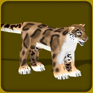 Clouded Leopard