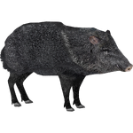 Collared Peccary (Dedennedillo)