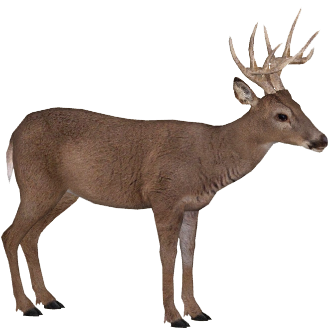 White-tailed Deer (ZTABC Team) | ZT2 Download Library Wiki | Fandom