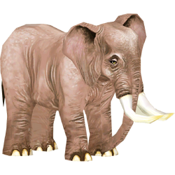 Category:Elephants | ZT2 Download Library Wiki | Fandom