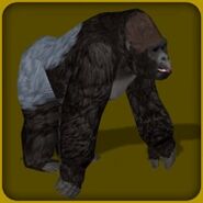 Western Lowland Gorilla