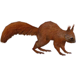 Red Squirrel (HENDRIX)