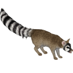 Cacomistle (Bunyupy)