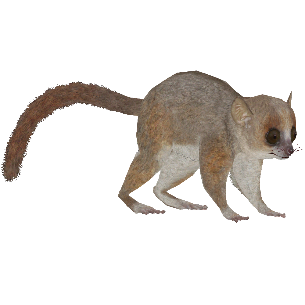 Grey Mouse Lemur (Bunteriro) | ZT2 Download Library Wiki