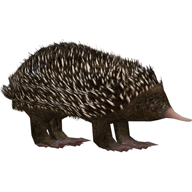 echidna　 The Echidna | ferrebeekeeper