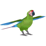 Military Macaw (Maks)