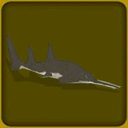 Common Sawfish