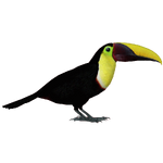 Chestnut-mandibled Toucan (Okeanos)