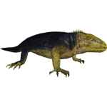 Galapagos Land Iguana (Bunyupy)