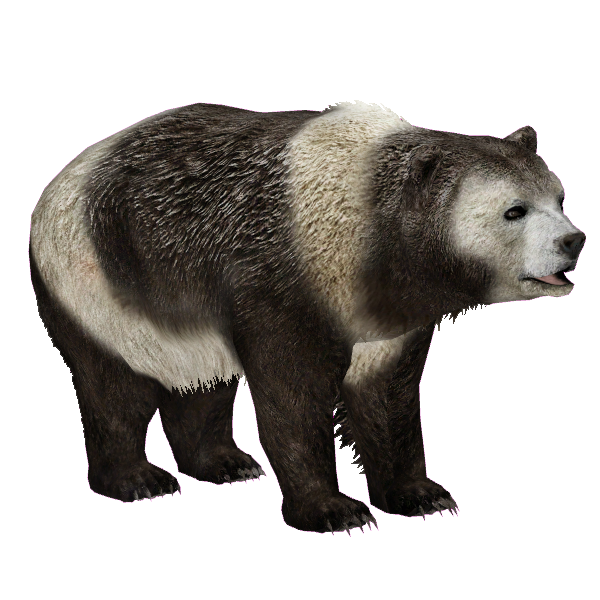 その他 Pandas in the Cherry Orchard! Zingaro Pandas in the Cherry Orchard! Zingaro
