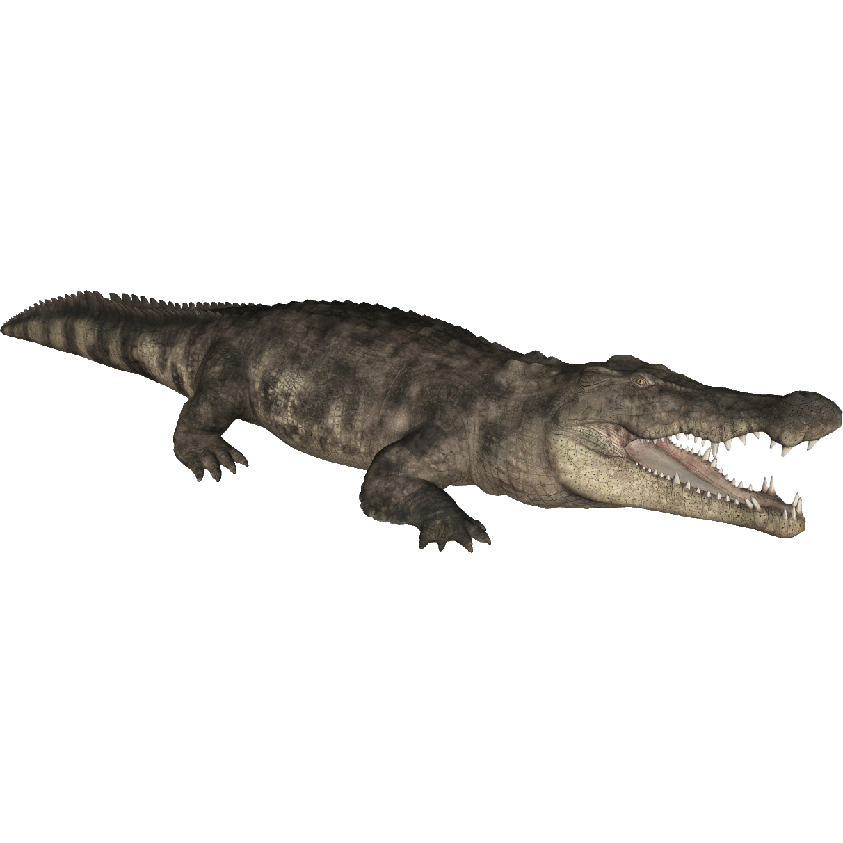 Saltwater Crocodile, Planet Zoo Wiki