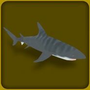 Tiger Shark