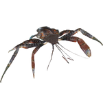Coconut Crab (Whalebite)