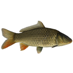 Common Carp (Ulquiorra)