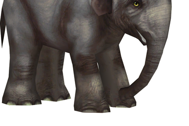 Amazon.com: Borneo's Pygmy Elephants [Blu-ray] : Narrated