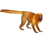 Golden Lion Tamarin (Ulquiorra)