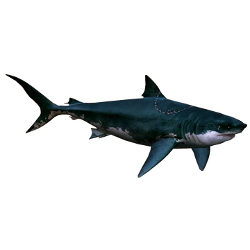 邦楽 GREAT WHITE SHARK ROCK / SWAMP RATZ Swamp Ratz – Great