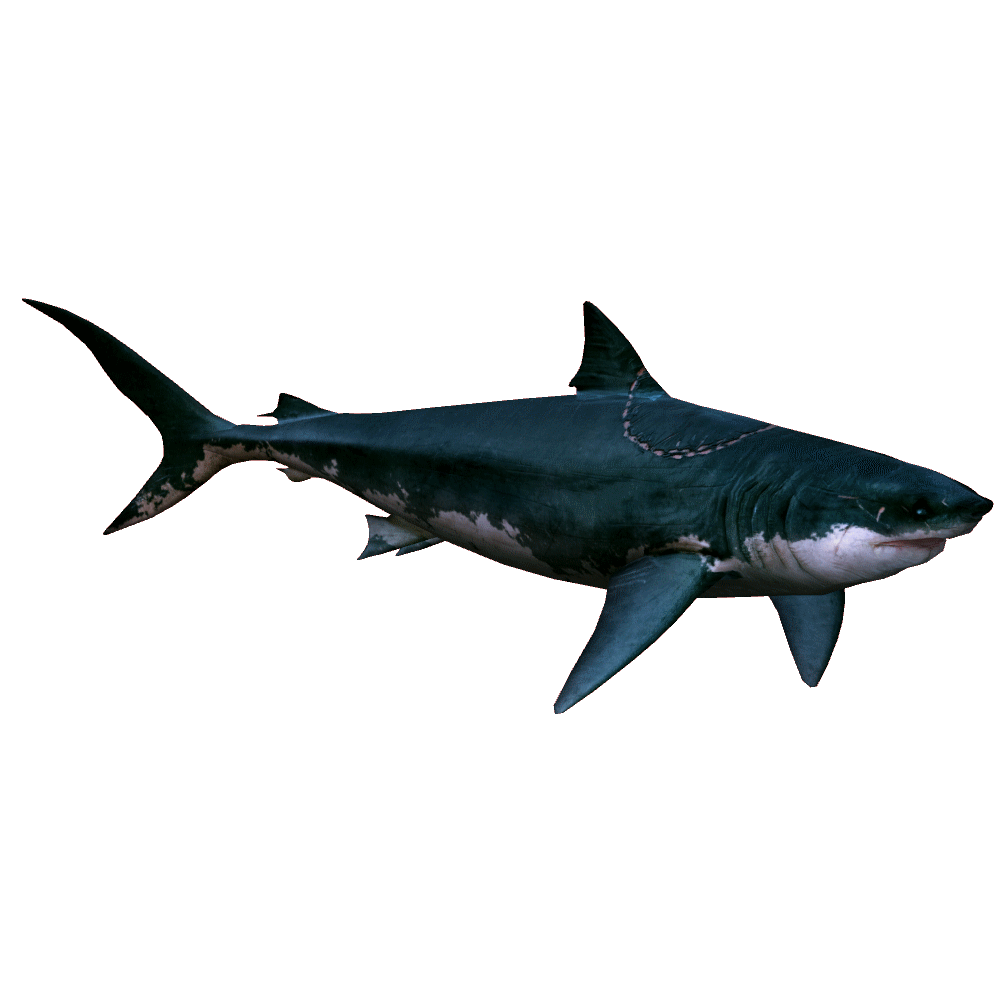 science based - Variations on the Ginsu Shark Theme--What Would