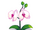 Orchid-icon.png