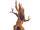 Spooky Tree-icon.png