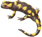 Salamandra