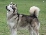 Alaskan Malamute