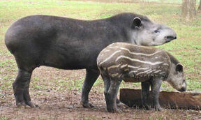 Tapir anta3