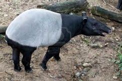 Tapir malajski3