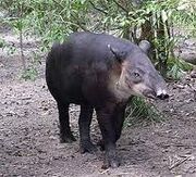 Tapir panamski